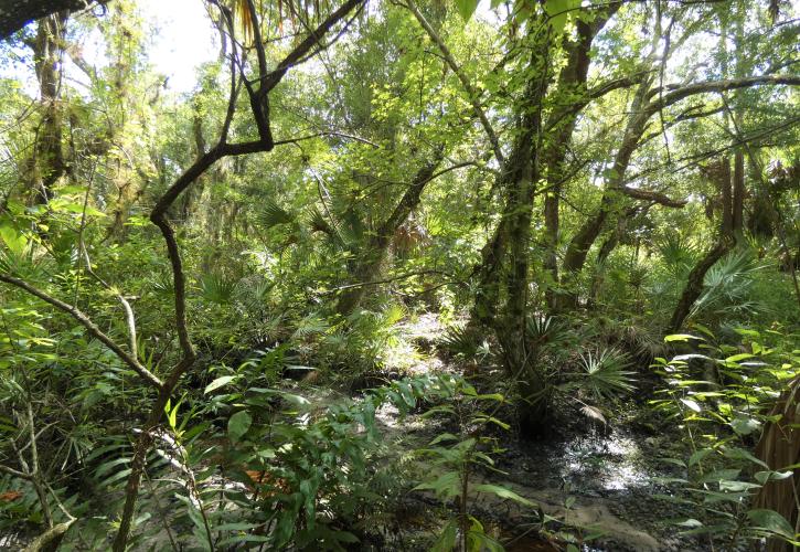 From the footbridge, one can see the creek below tropical plants, like ferns, wild coffee and oaks.